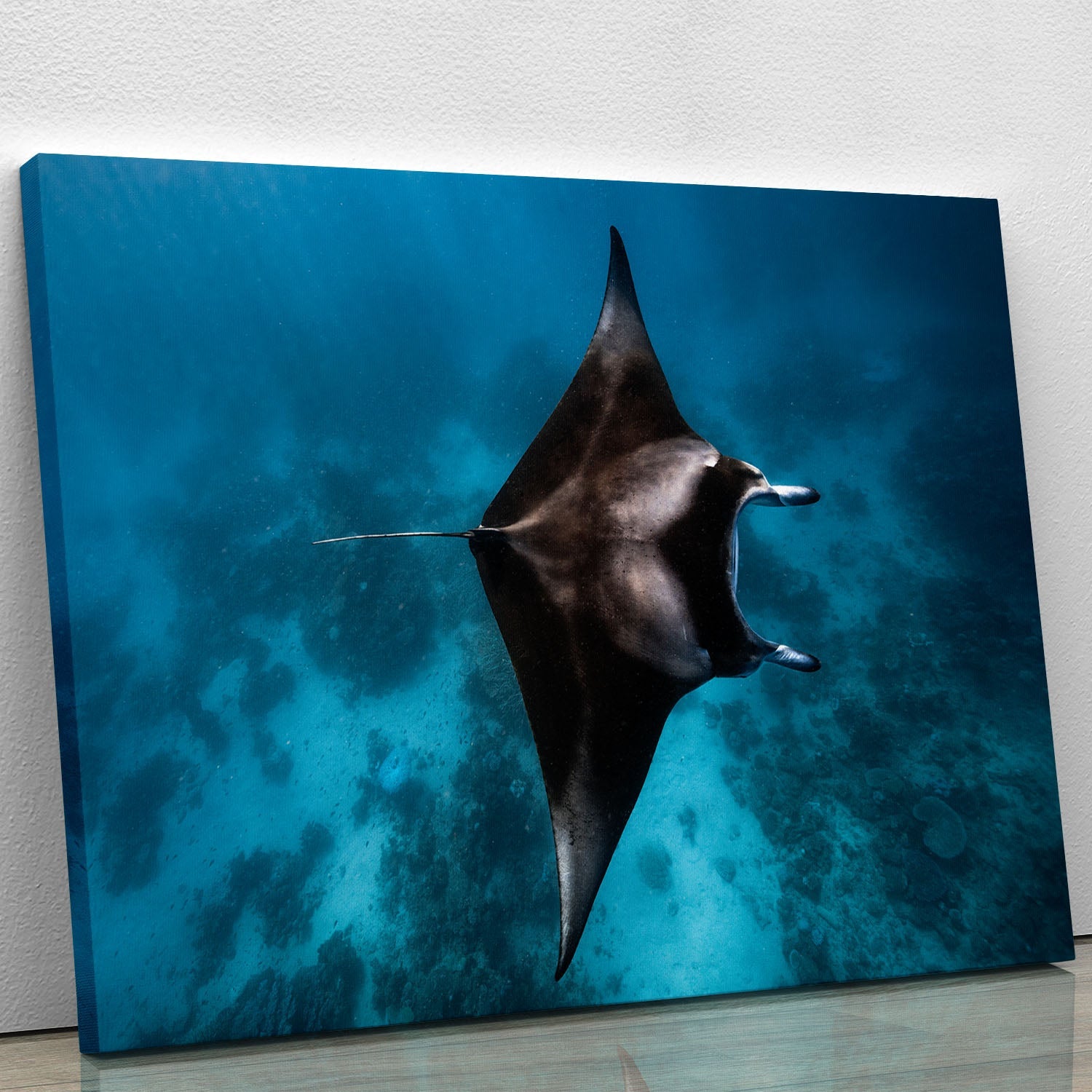 Manta Fly Canvas Print showcasing vibrant colors and intricate details, perfect for home or office decor.
