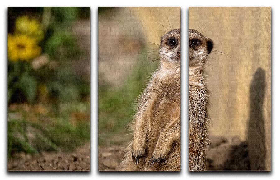 A stunning 3-panel canvas print featuring a meerkat in the wild, showcasing vibrant colors and intricate details.