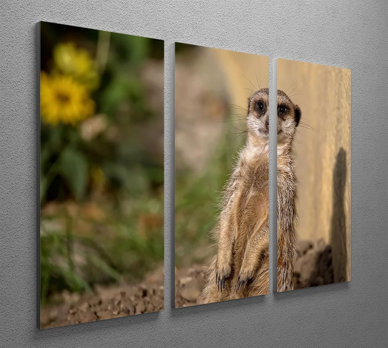 A stunning 3-panel canvas print featuring a meerkat in the wild, showcasing vibrant colors and intricate details.