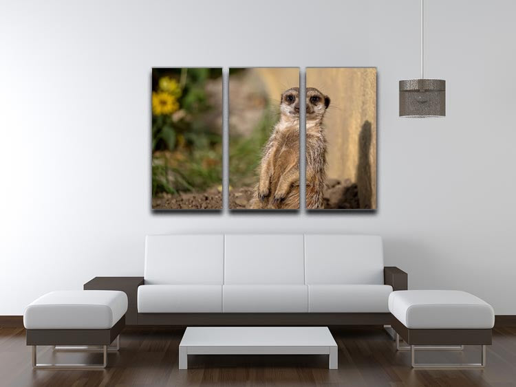 A stunning 3-panel canvas print featuring a meerkat in the wild, showcasing vibrant colors and intricate details.