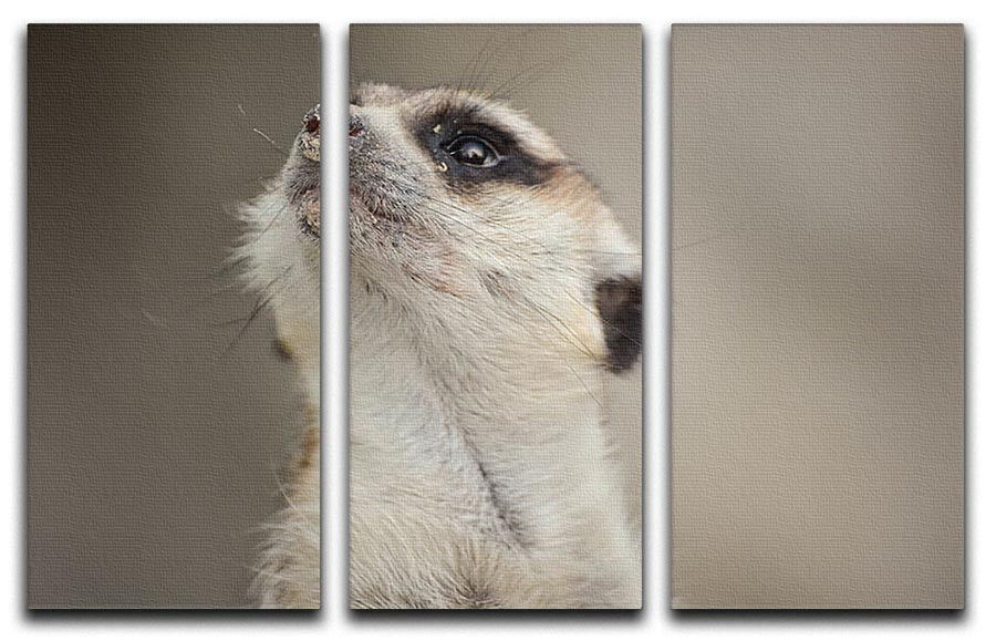 A beautiful 3-panel canvas print featuring a meerkat looking up, showcasing vibrant colors and intricate details, perfect for home decor.