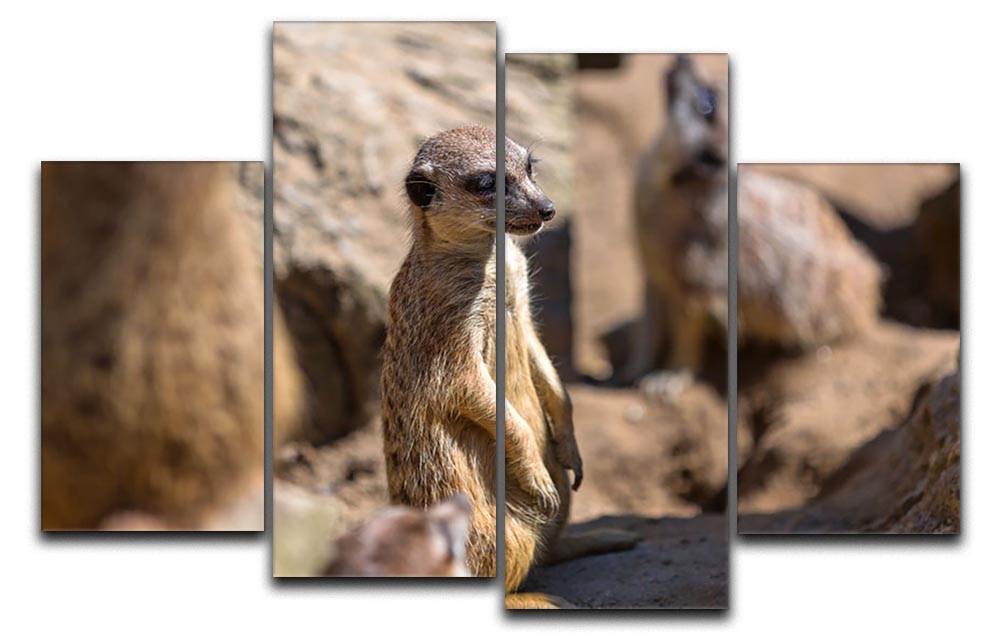 A vibrant 4-panel canvas artwork featuring playful meerkats in their natural habitat, showcasing their charm and social behavior.