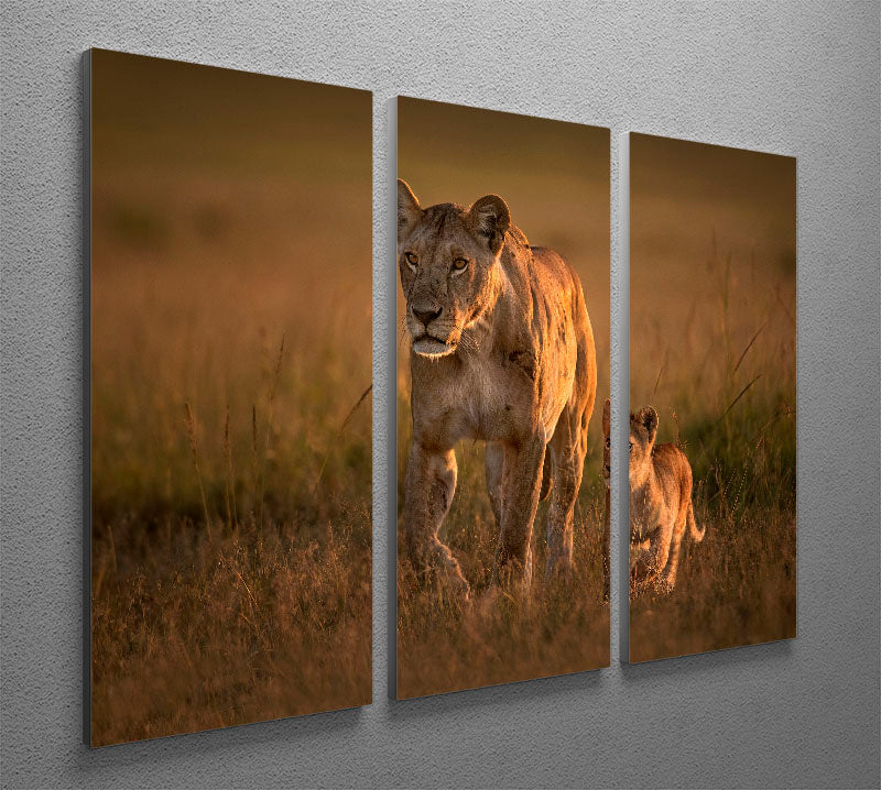 A beautiful 3-panel canvas print featuring a mom lioness with her cub, showcasing their bond in a stunning nature scene.