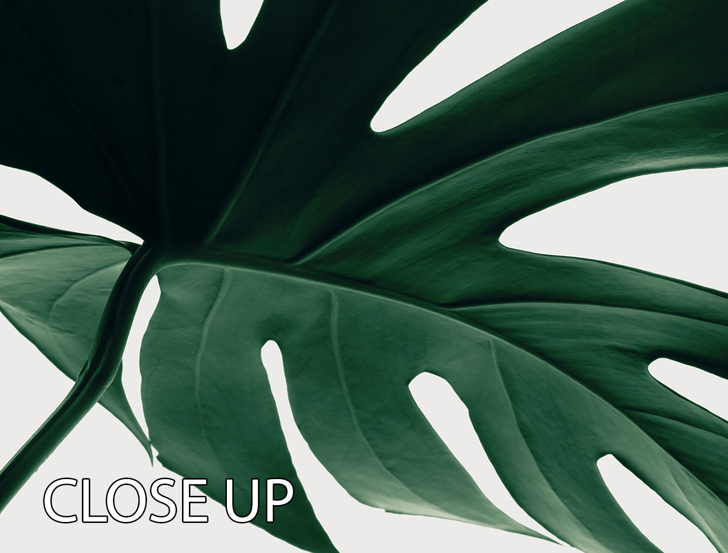 Monstera Natural 12 3 Split Panel Canvas Print featuring lush green leaves on three panels, perfect for home decor.