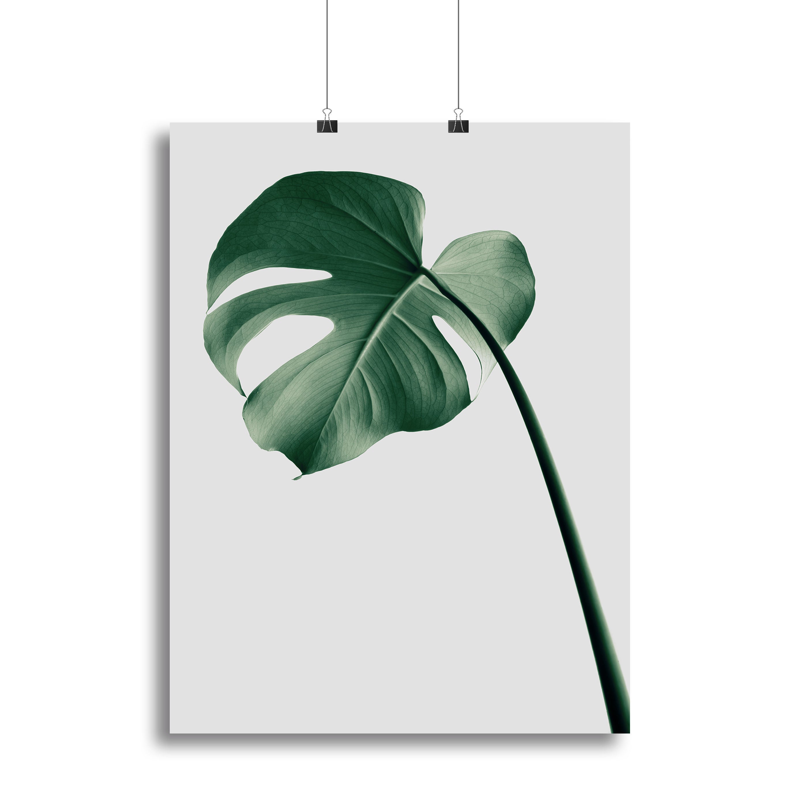 Monstera Natural 36 Canvas Print showcasing vibrant green leaves on a textured canvas, perfect for home decor.