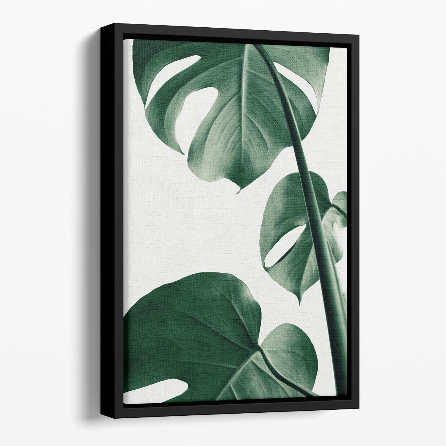 Monstera Natural 37 Floating Framed Canvas featuring vibrant green leaves in an elegant wooden frame.