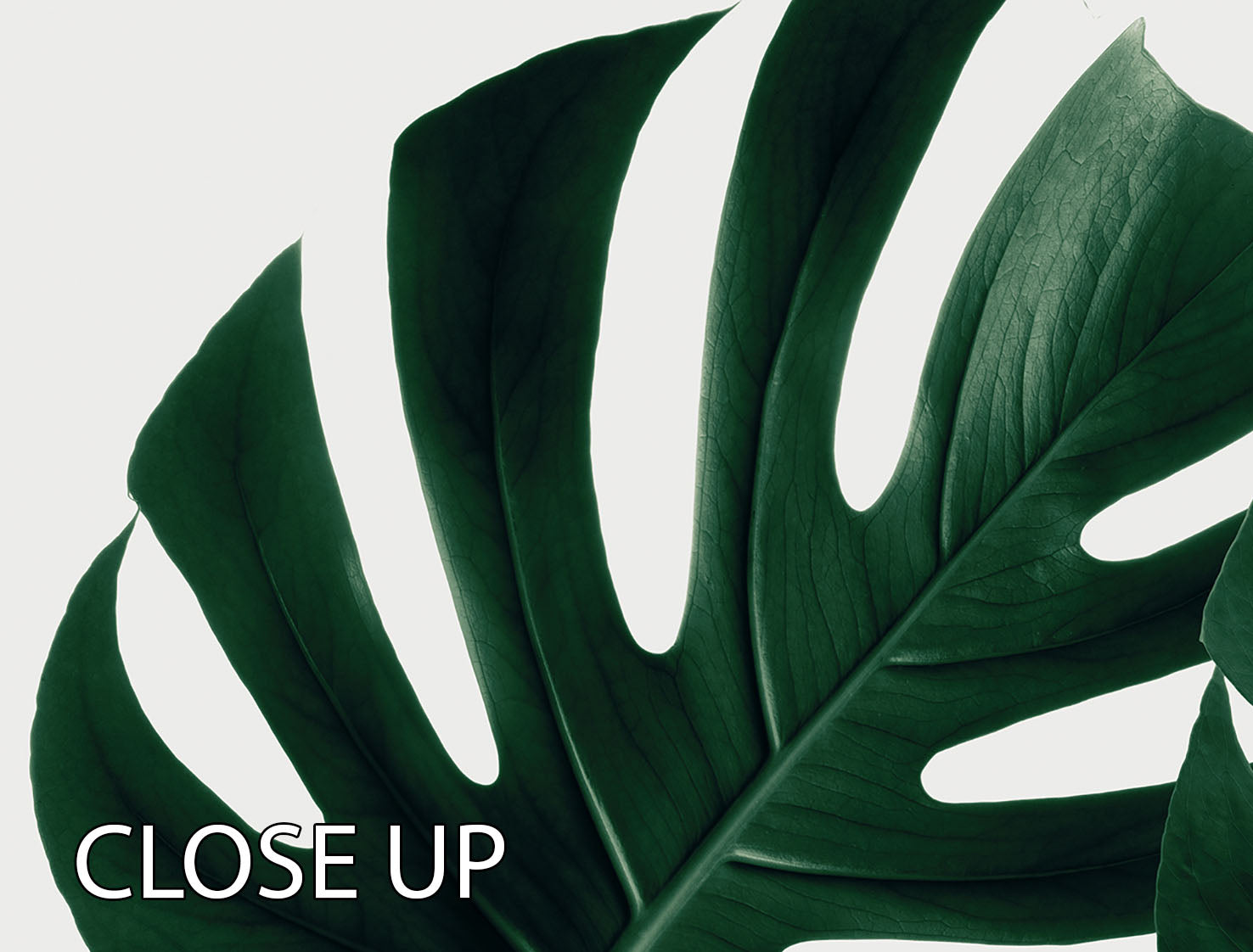 A beautiful 3-panel canvas print featuring Monstera leaves, showcasing vibrant colors and intricate details, perfect for home decor.