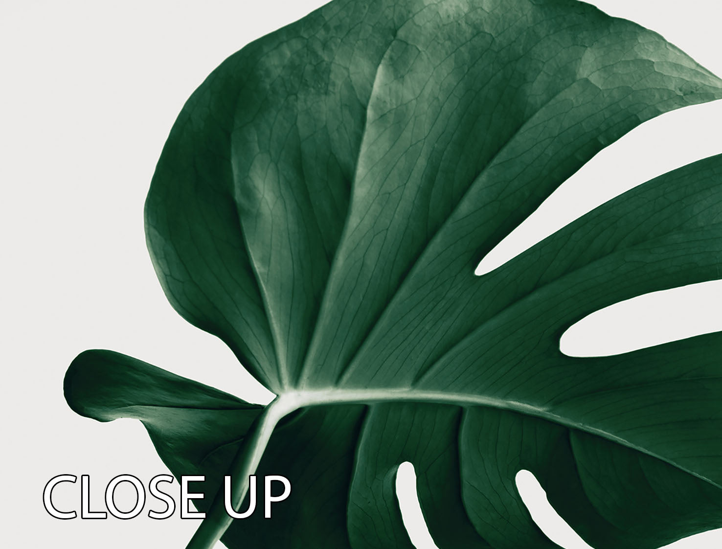 Monstera Natural 46 3 Split Panel Canvas Print featuring lush green monstera leaves on a stylish three-panel design.