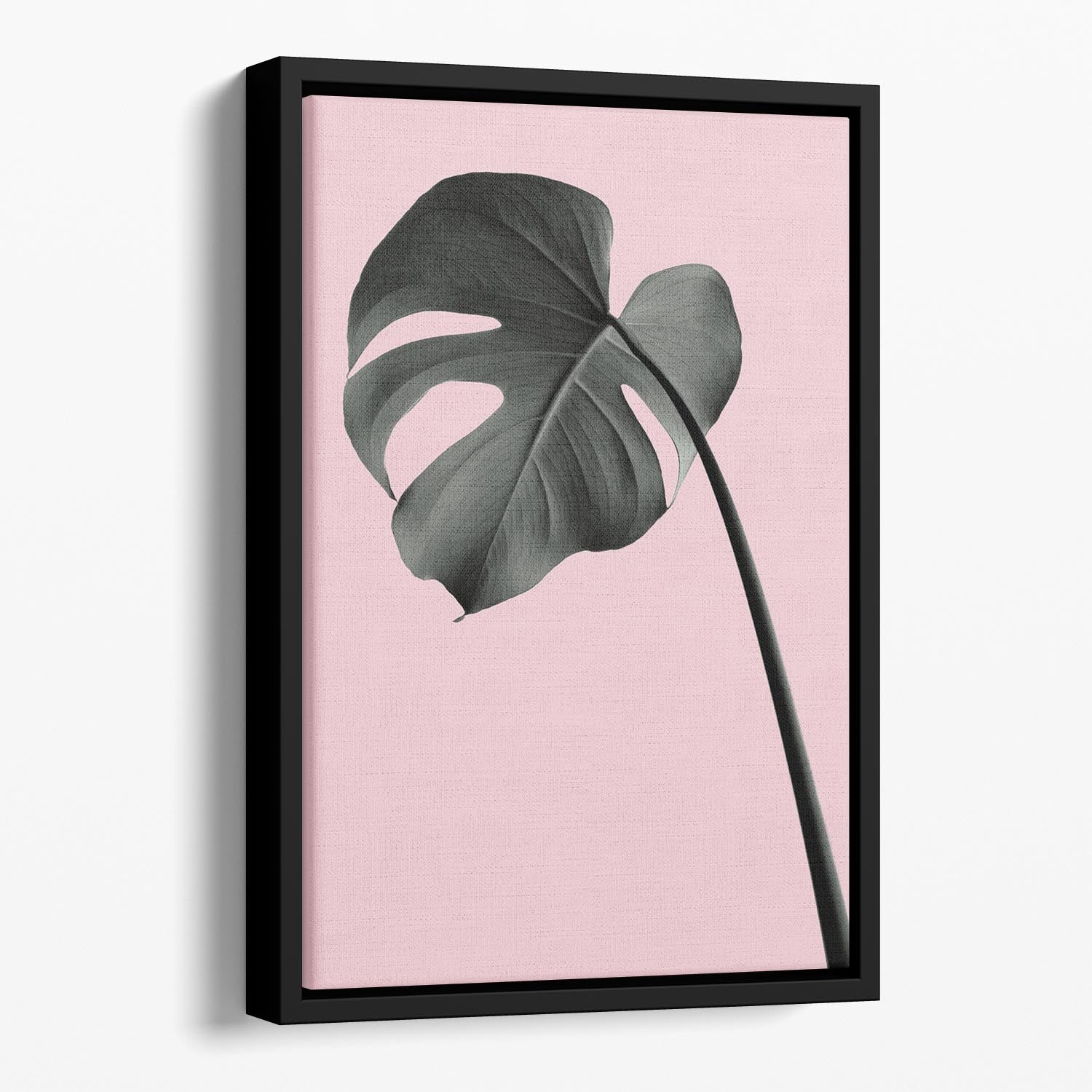 Monstera Pink No 02 Floating Framed Canvas showcasing vibrant colors and elegant design.
