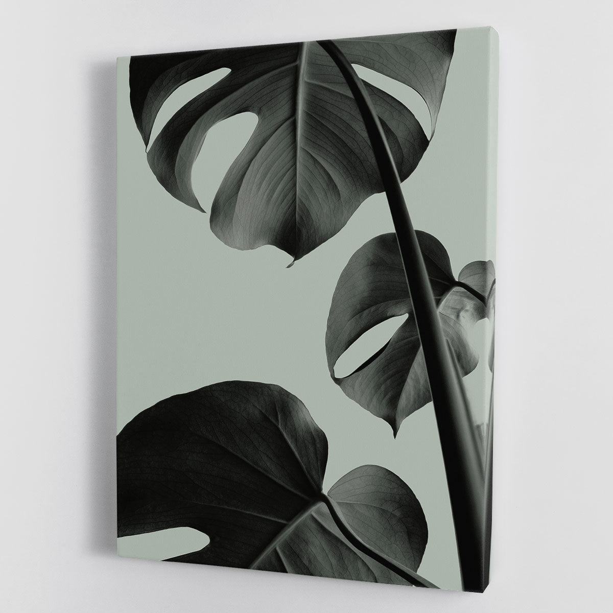 Monstera Teal 03 canvas print featuring vibrant teal background and tropical Monstera leaves, perfect for modern decor.