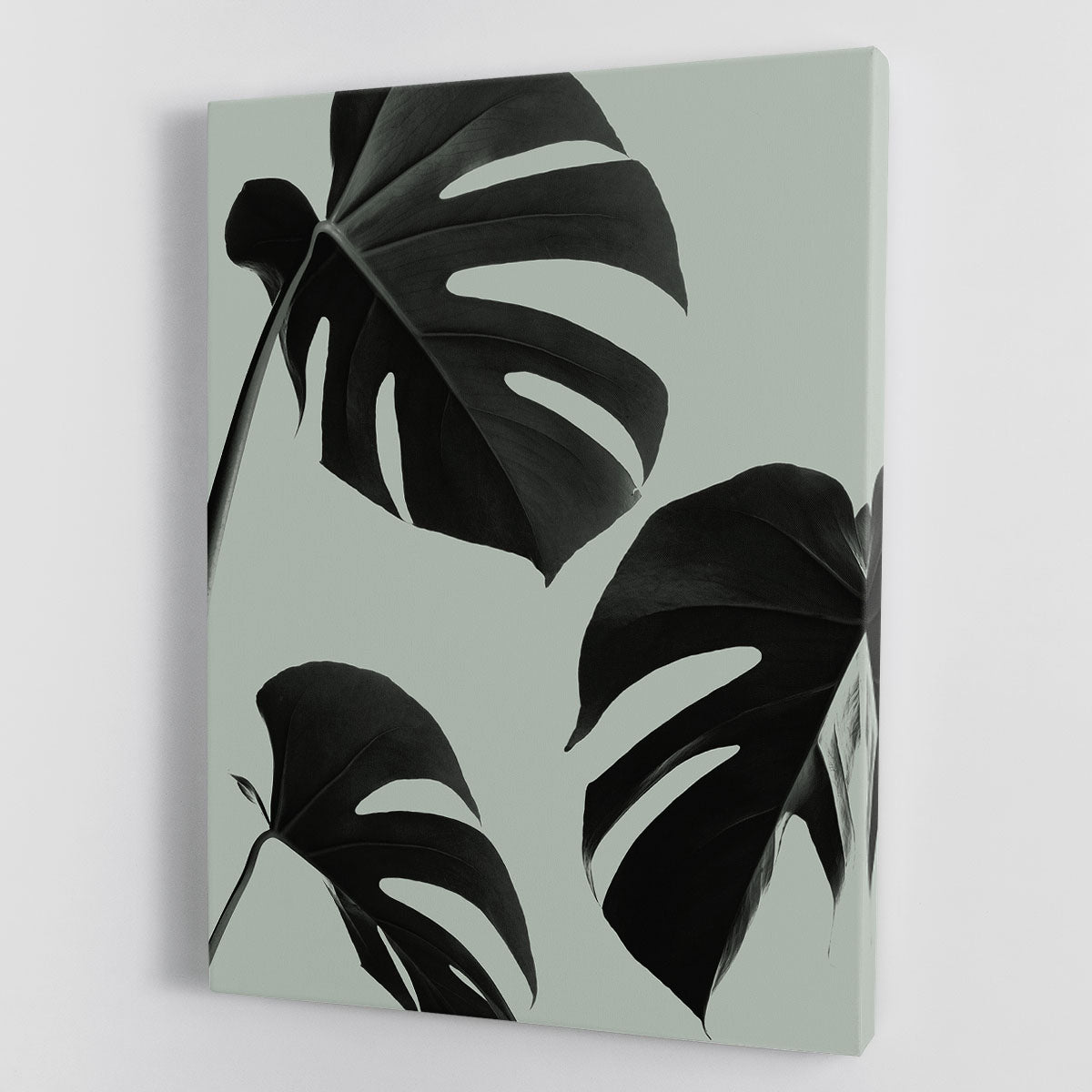 Monstera Teal 05 canvas print featuring vibrant teal background and iconic Monstera leaf design, perfect for modern decor.