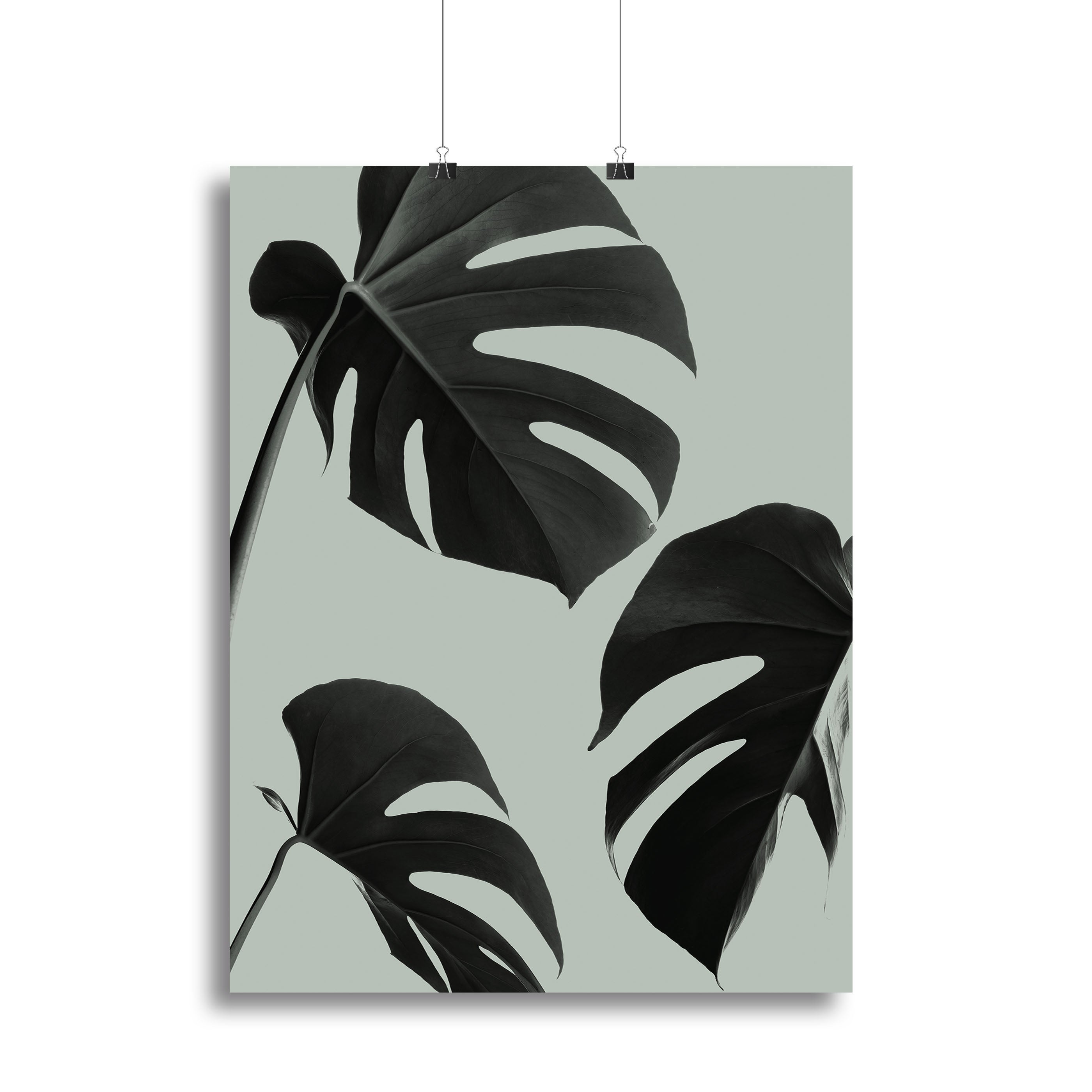 Monstera Teal 05 canvas print featuring vibrant teal background and iconic Monstera leaf design, perfect for modern decor.
