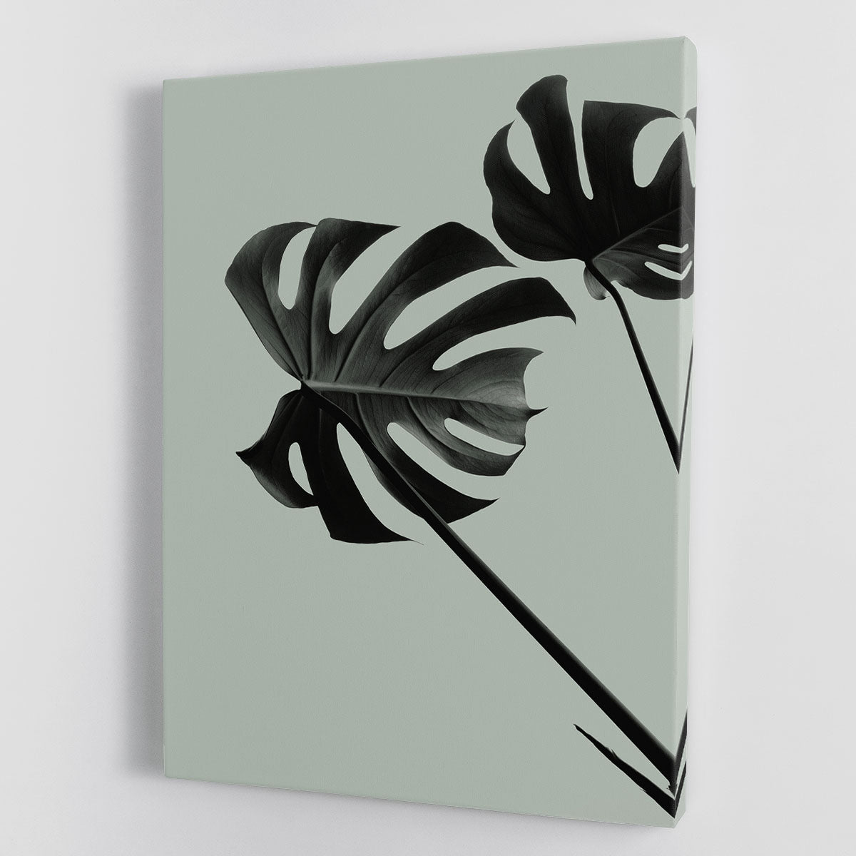 Monstera Teal 09 Canvas Print showcasing vibrant teal leaves on a textured canvas, perfect for modern decor.
