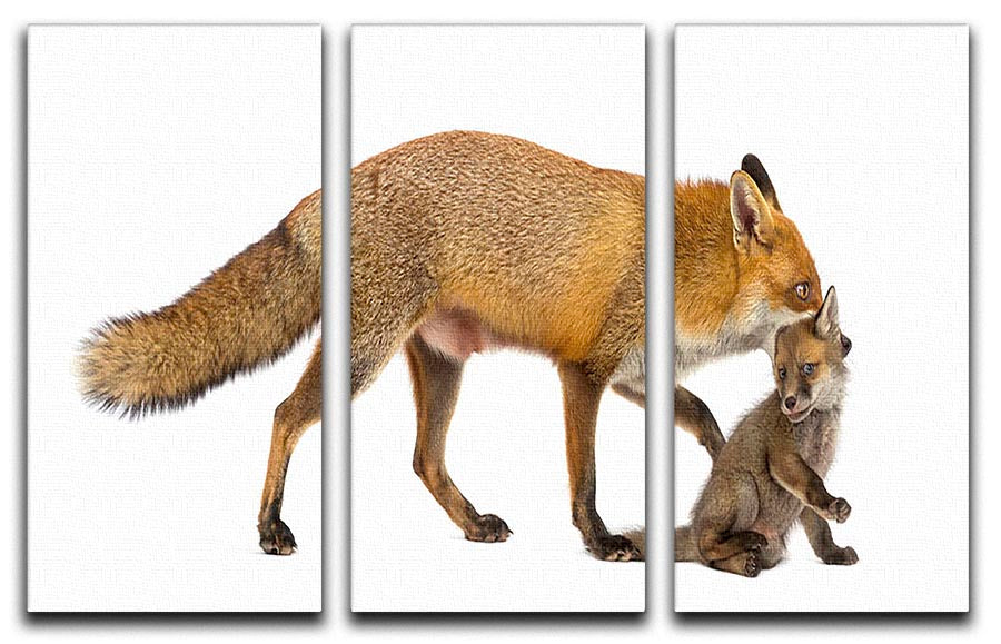A beautiful 3-panel canvas print depicting a mother fox carrying her cub, showcasing nature's elegance.