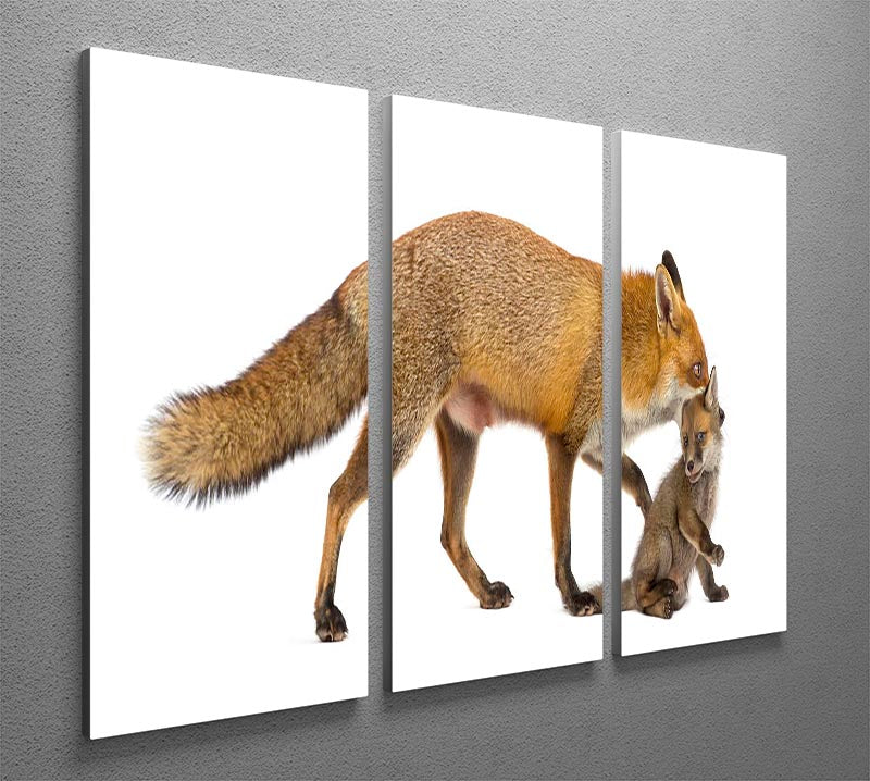 A beautiful 3-panel canvas print depicting a mother fox carrying her cub, showcasing nature's elegance.