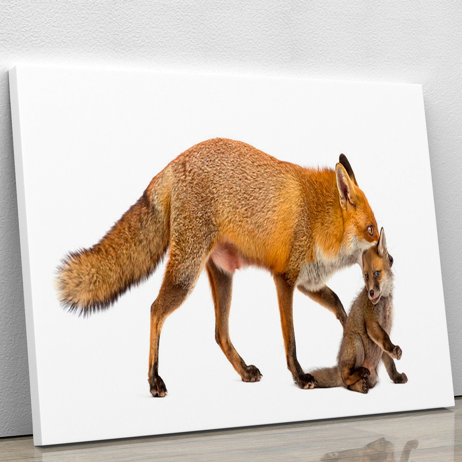 Canvas print of a mother fox carrying her cub, showcasing a beautiful wildlife scene.