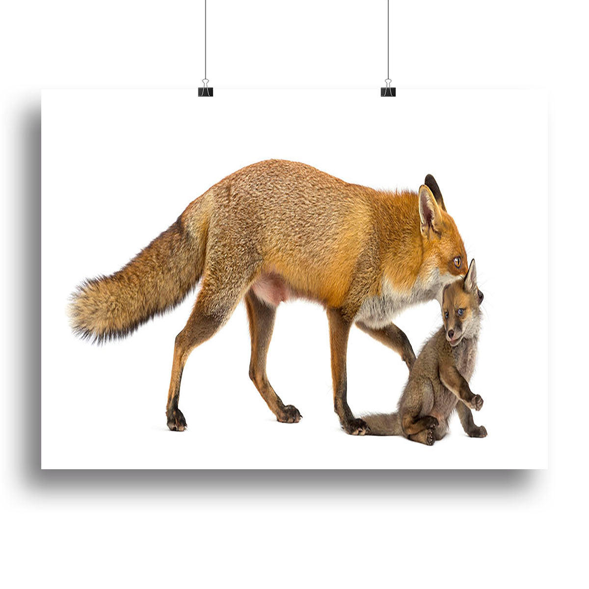 Canvas print of a mother fox carrying her cub, showcasing a beautiful wildlife scene.