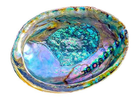 Natural Rainbow ashtray made from abalone shell, showcasing vibrant mother-of-pearl colors and unique textures, ideal for smudging rituals.