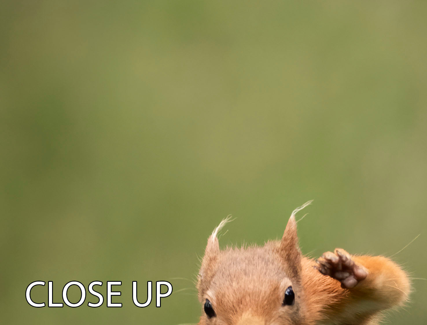 Ninja Dancing 3 Split Panel Canvas Print showcasing vibrant colors and dynamic design, perfect for modern decor.