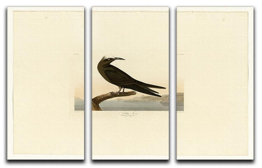 Noddy Tern 3-panel canvas print showcasing vibrant colors and elegant design, perfect for home decor.