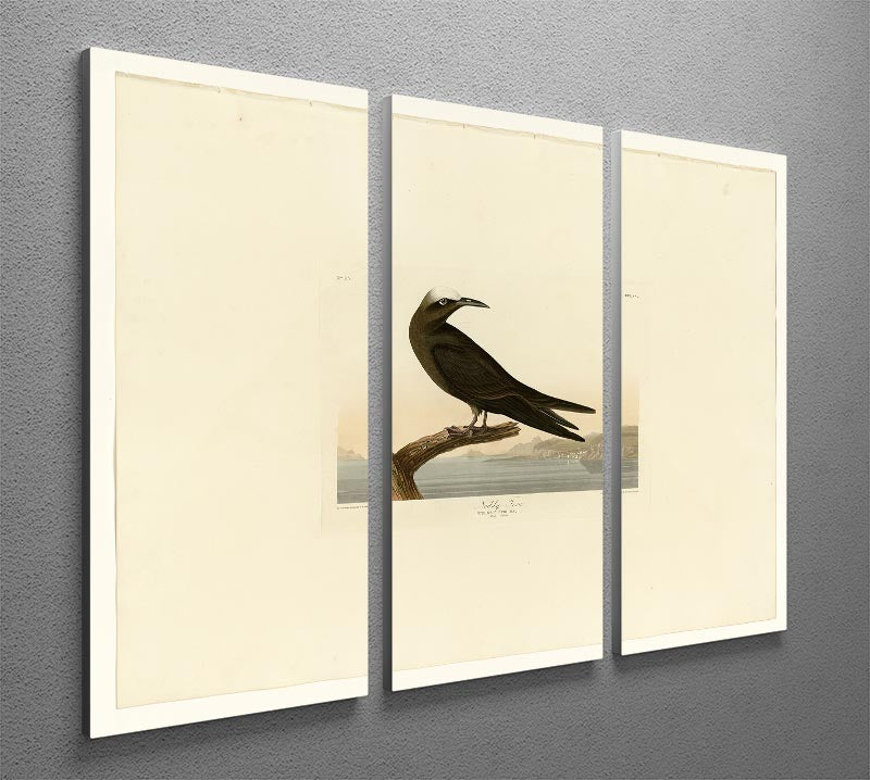 Noddy Tern 3-panel canvas print showcasing vibrant colors and elegant design, perfect for home decor.