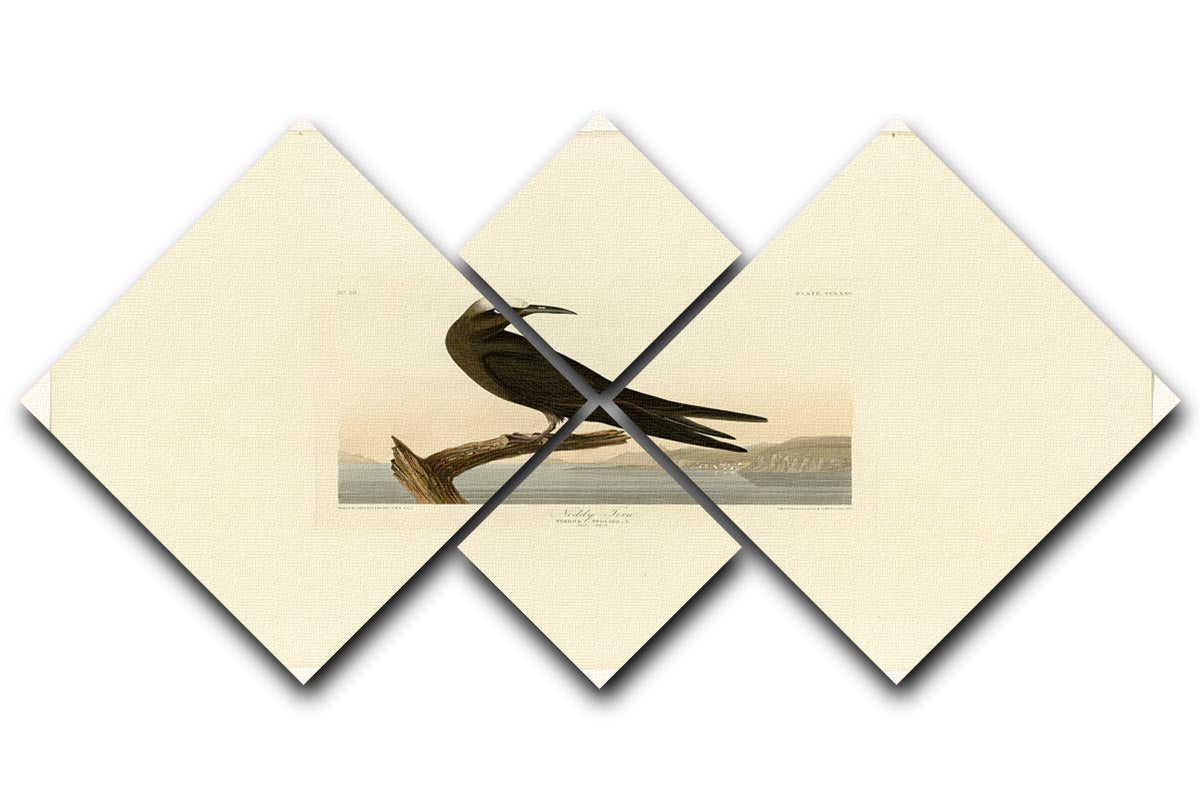 Noddy Tern multi-panel canvas artwork featuring four equal square sections showcasing a beautiful seabird.