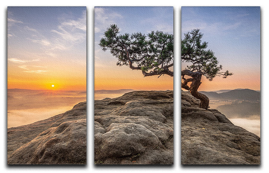 Old Pine 3 Split Panel Canvas Print featuring three panels with rustic pine design, enhancing home decor.