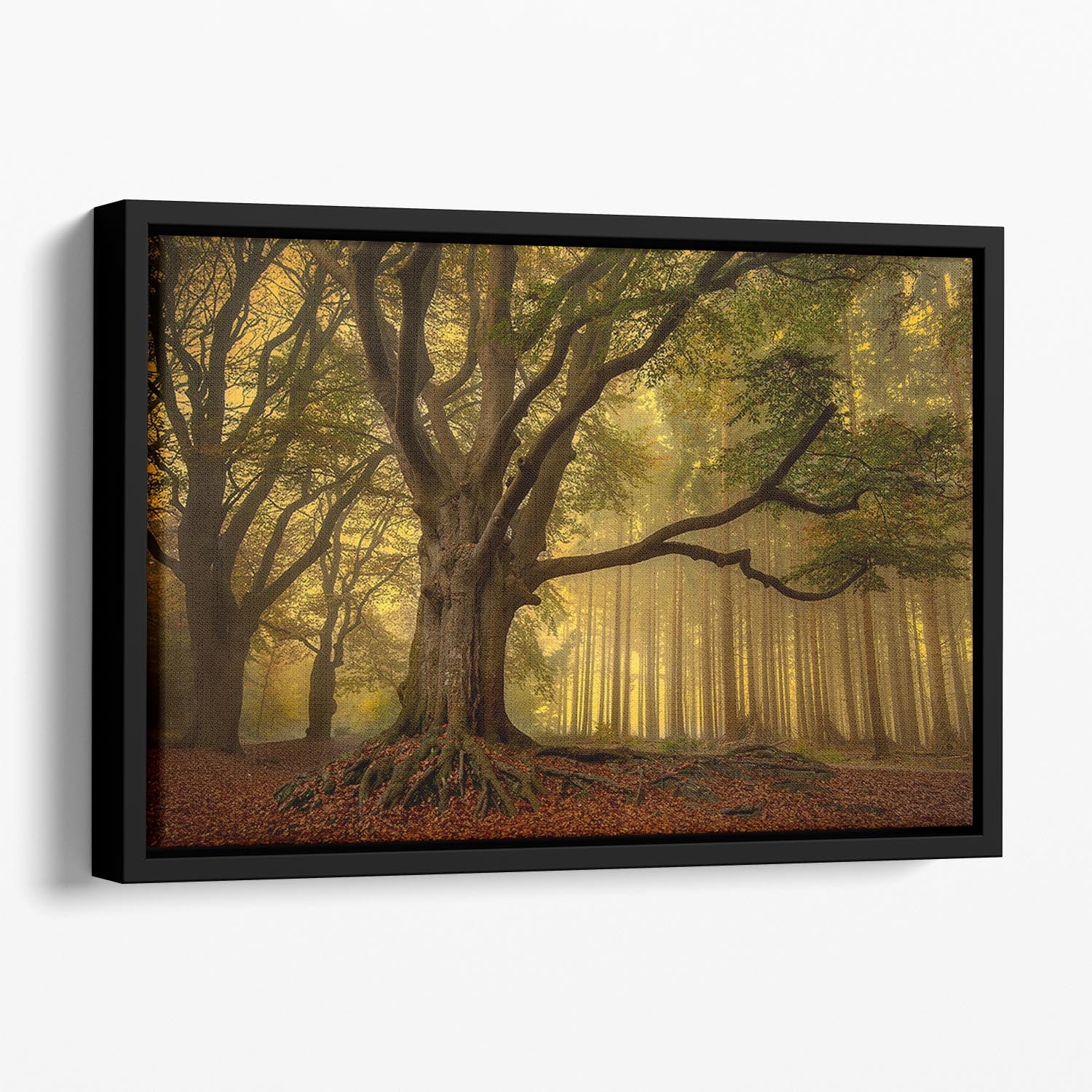 Old Tree Floating Framed Canvas featuring vibrant abstract design in elegant wooden frame, perfect for modern home decor.
