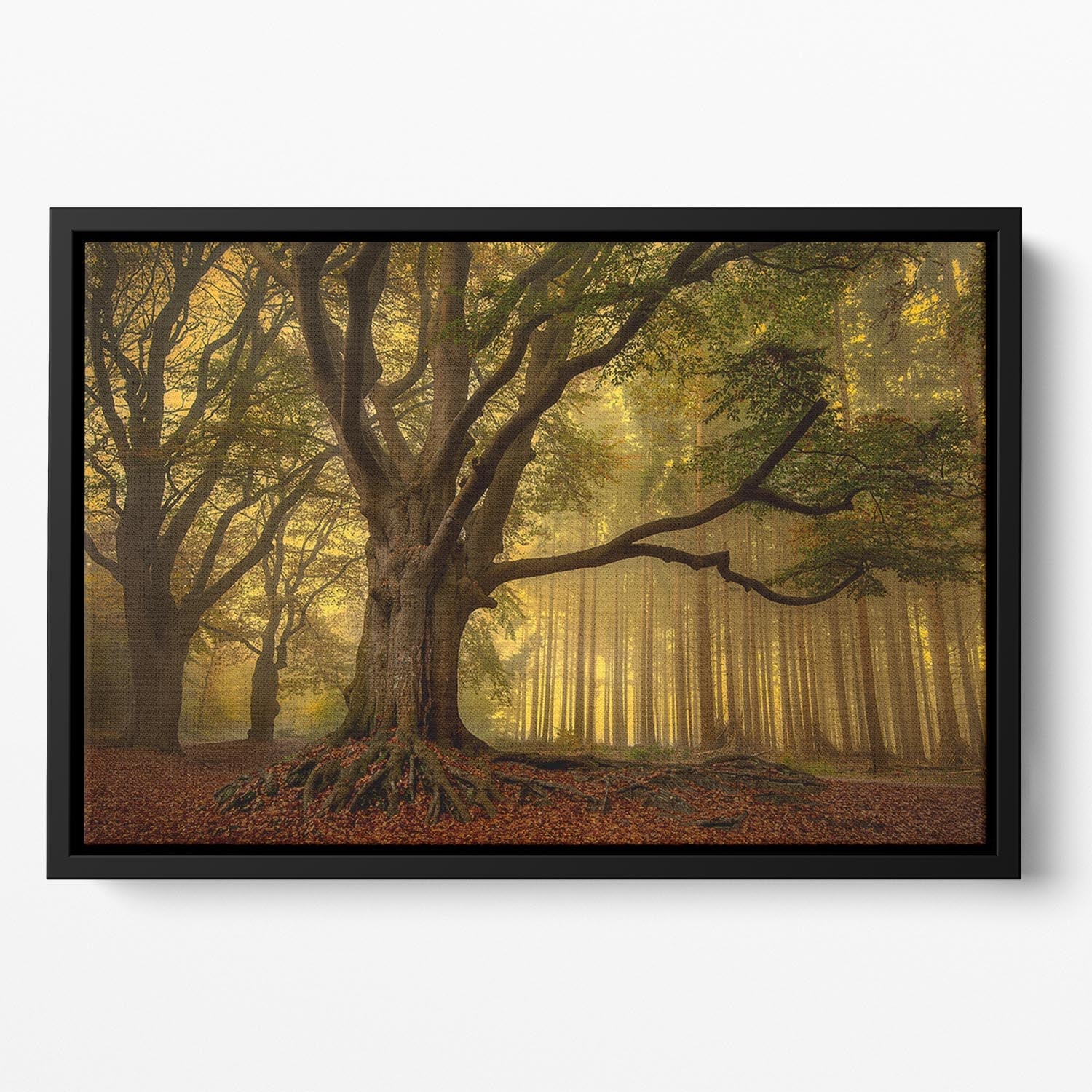 Old Tree Floating Framed Canvas featuring vibrant abstract design in elegant wooden frame, perfect for modern home decor.