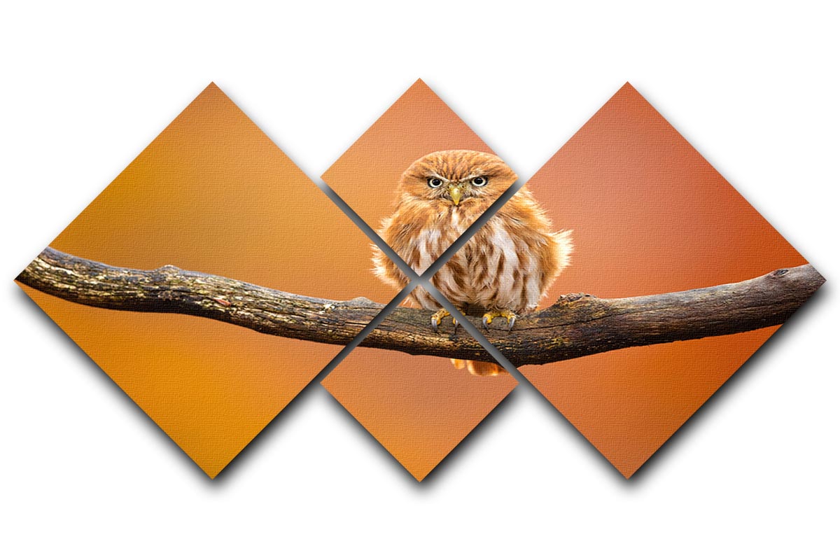 A vibrant multi-panel canvas artwork featuring an Orange Ferruginous Pygmy Owl, divided into four equal square sections.