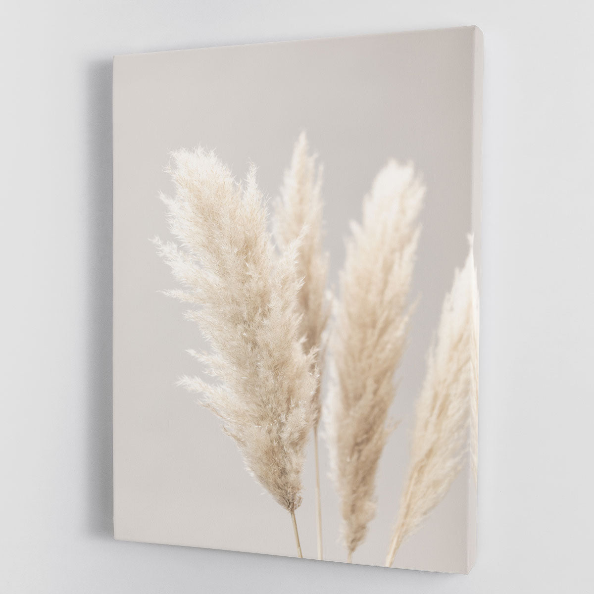 Pampas Grass Grey 02 canvas print showcasing elegant pampas grass design in soft grey tones, perfect for modern decor.
