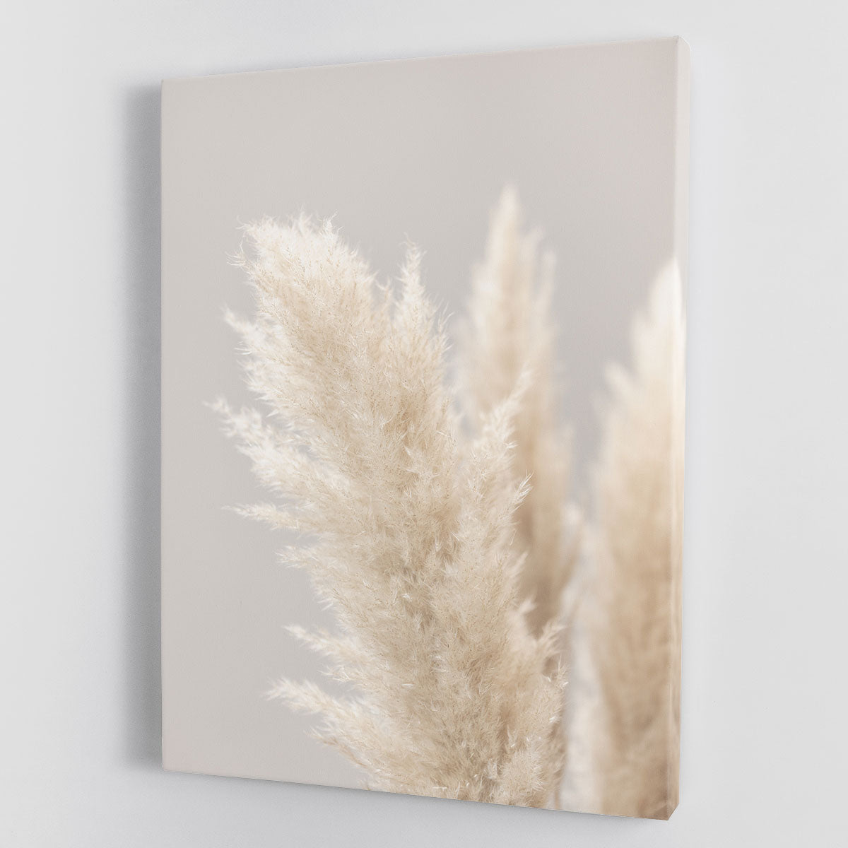Pampas Grass Grey 03 canvas print showcasing elegant pampas grass design on a grey background, perfect for modern decor.