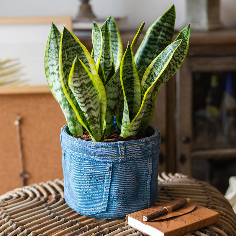 Pants for Plants Blue Jeans Cement Flower Pot showcasing a stylish blue jeans design, perfect for indoor plants.