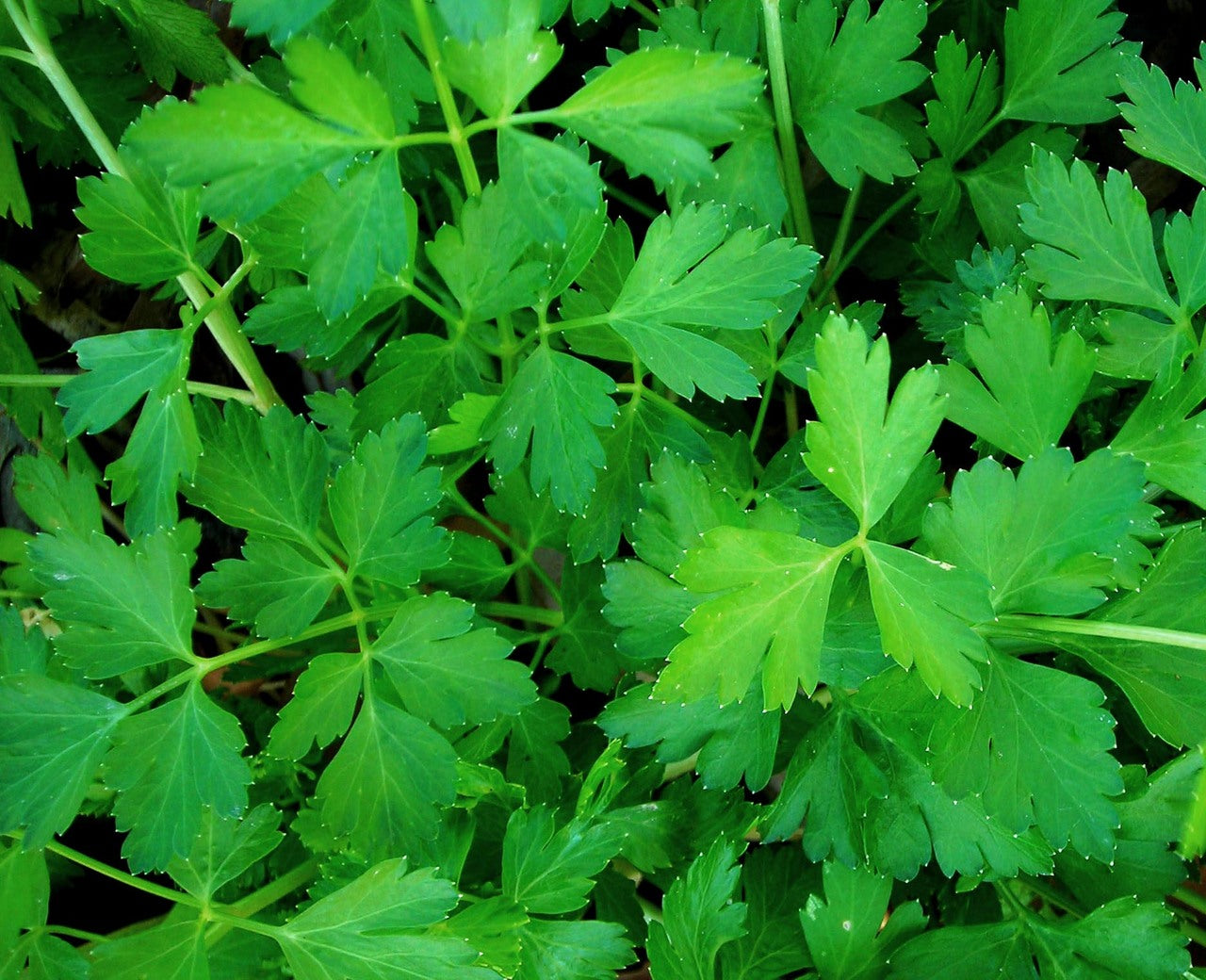 Dark Green Italian Flat Leaf Parsley growing in a garden, showcasing its vibrant leaves and healthy appearance.