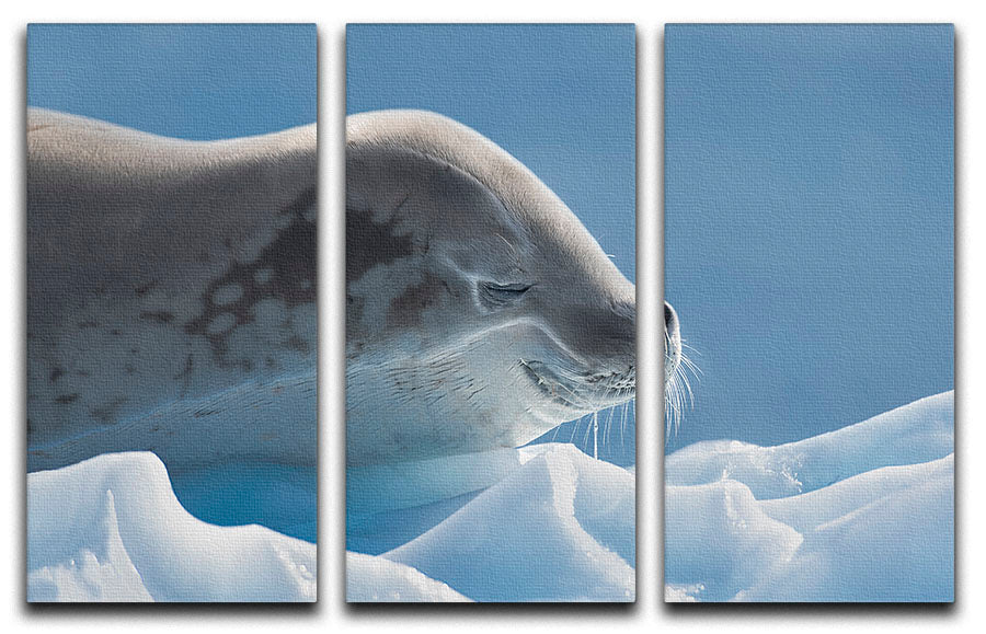 A beautiful 3-panel canvas print featuring a serene seal design, perfect for enhancing home decor.