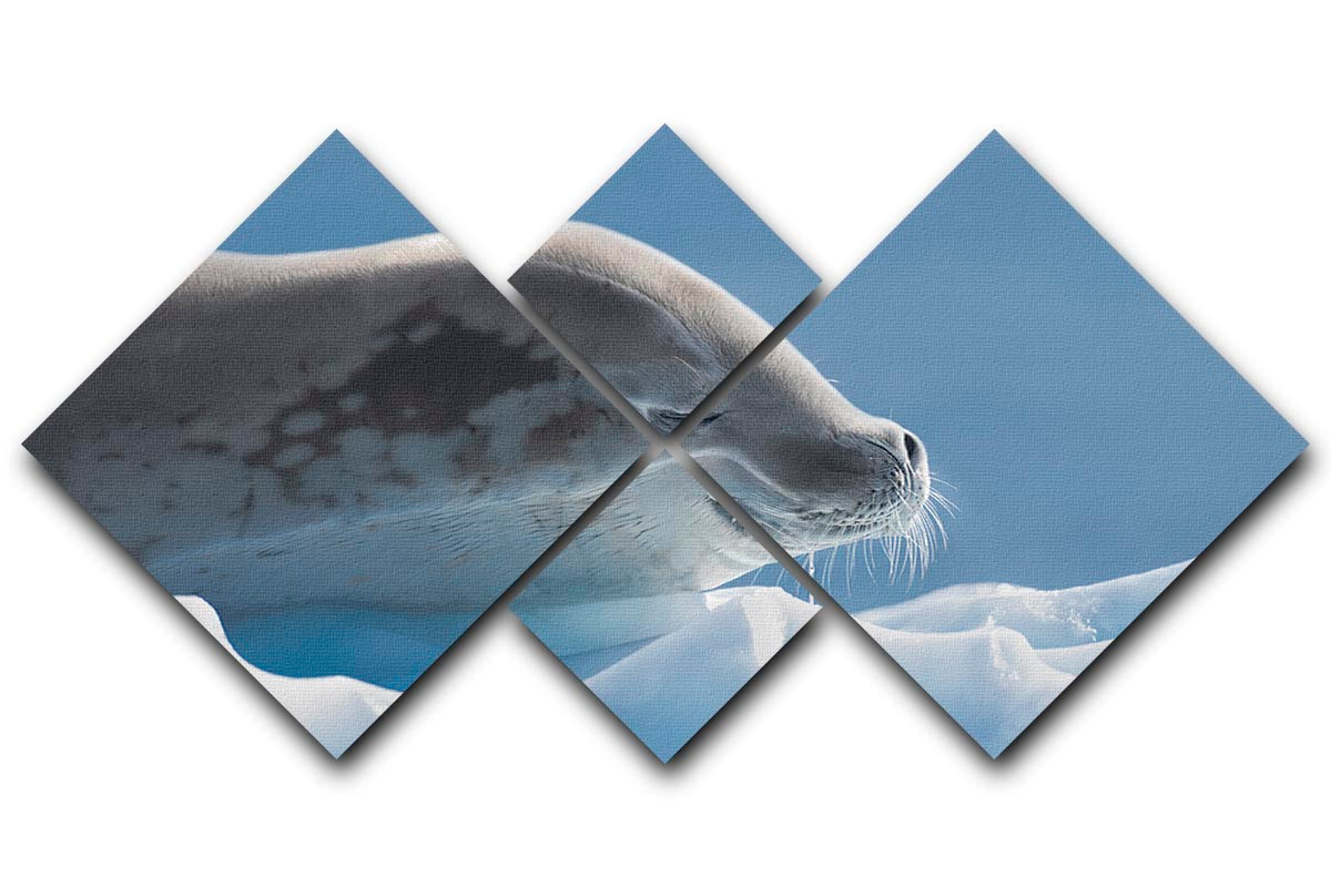 A beautiful multi-panel canvas artwork featuring a serene seal, divided into four equal square sections, perfect for home decor.