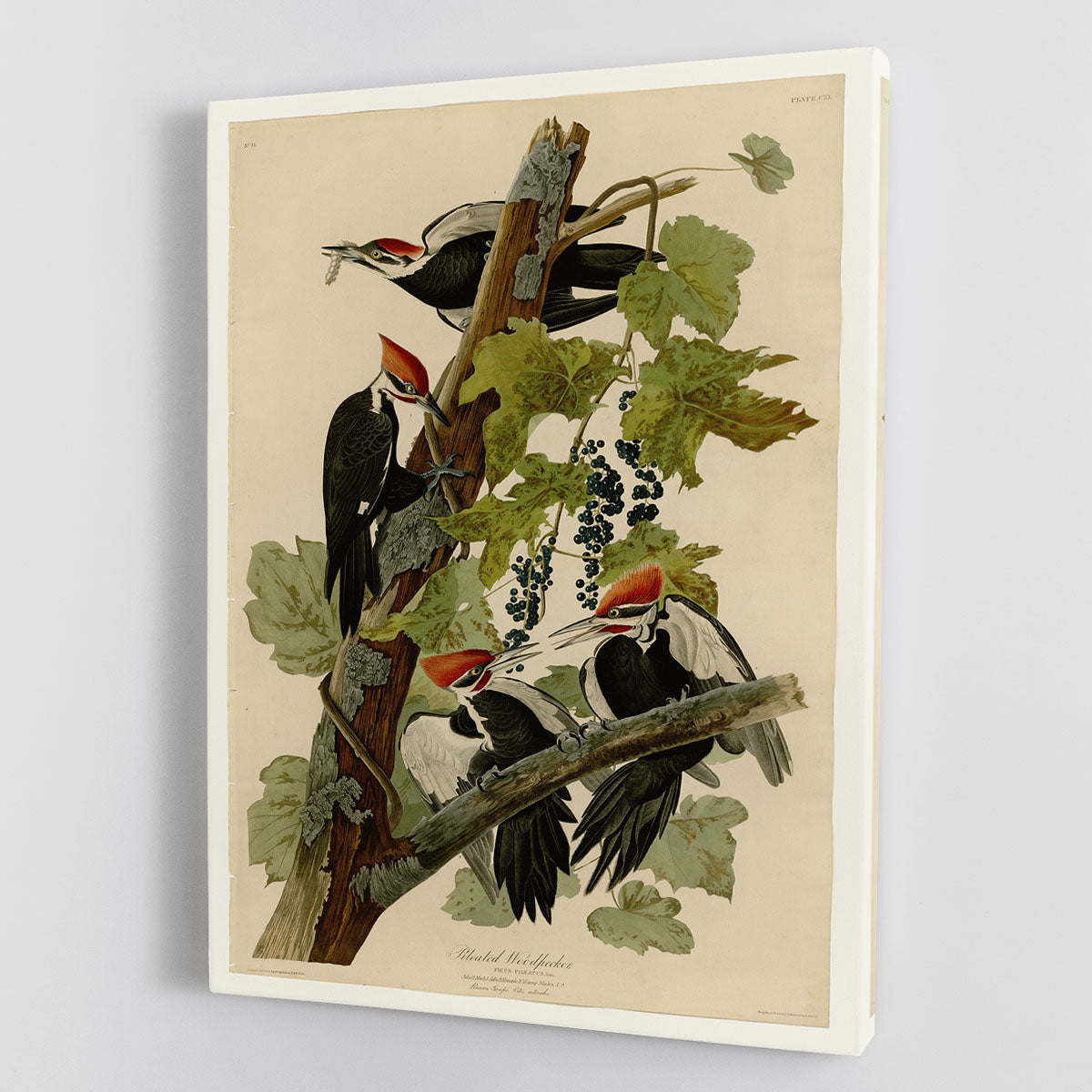 A vibrant canvas print of a Pileated Woodpecker perched on a tree, showcasing its striking red crest and black and white plumage.