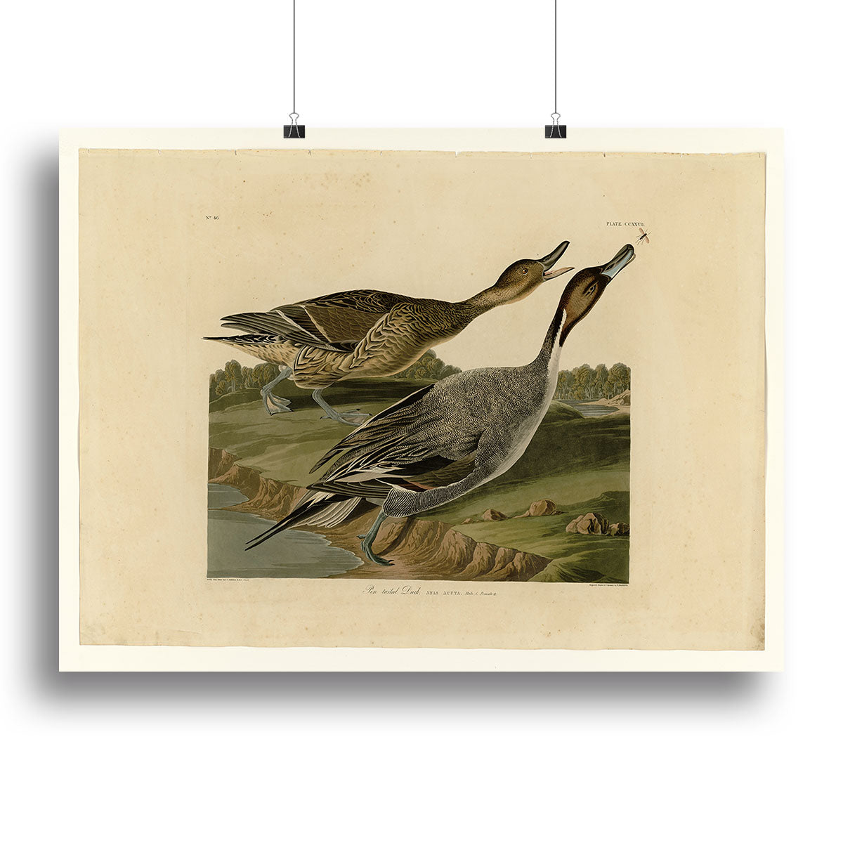 A beautiful canvas print of a Pin-tailed Duck, showcasing its vibrant colors and intricate details, perfect for home decor.