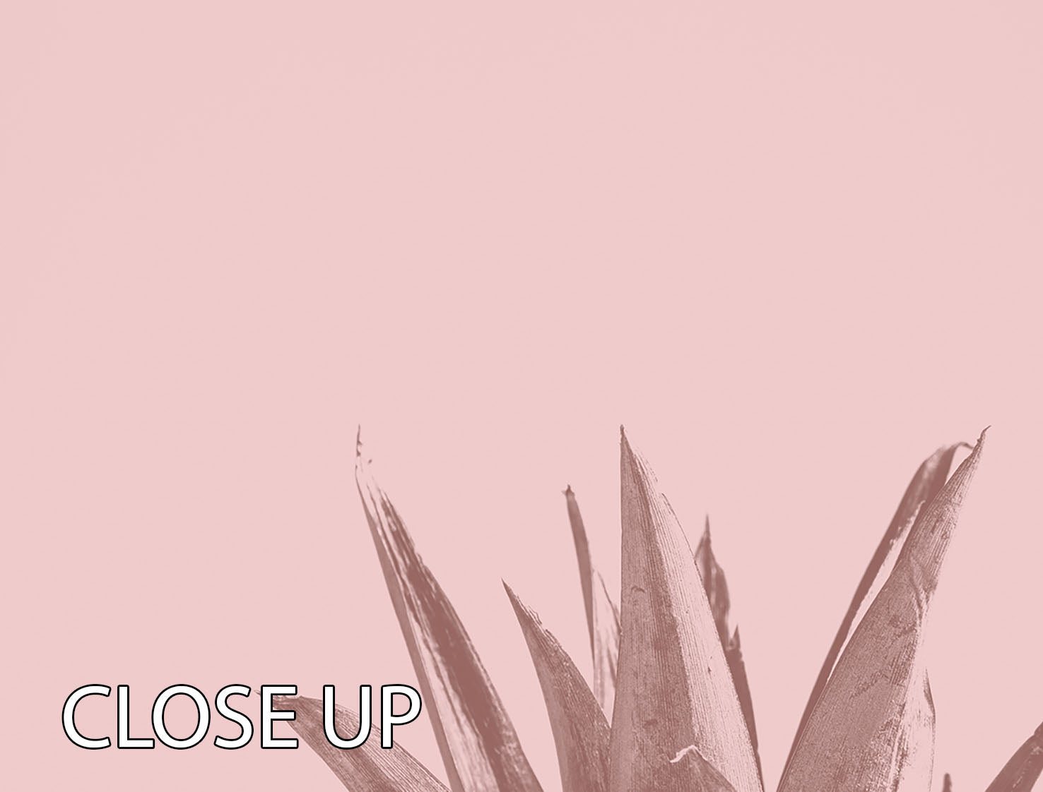 Pinapple Pink 05 3 Split Panel Canvas Print featuring vibrant colors and a modern design across three panels.