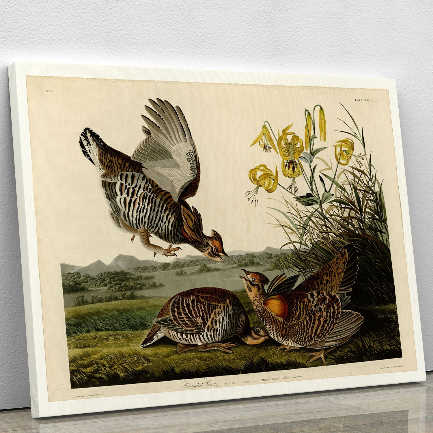 Pinnated Grouse canvas print showcasing vibrant colors and intricate details of the bird in a natural setting.