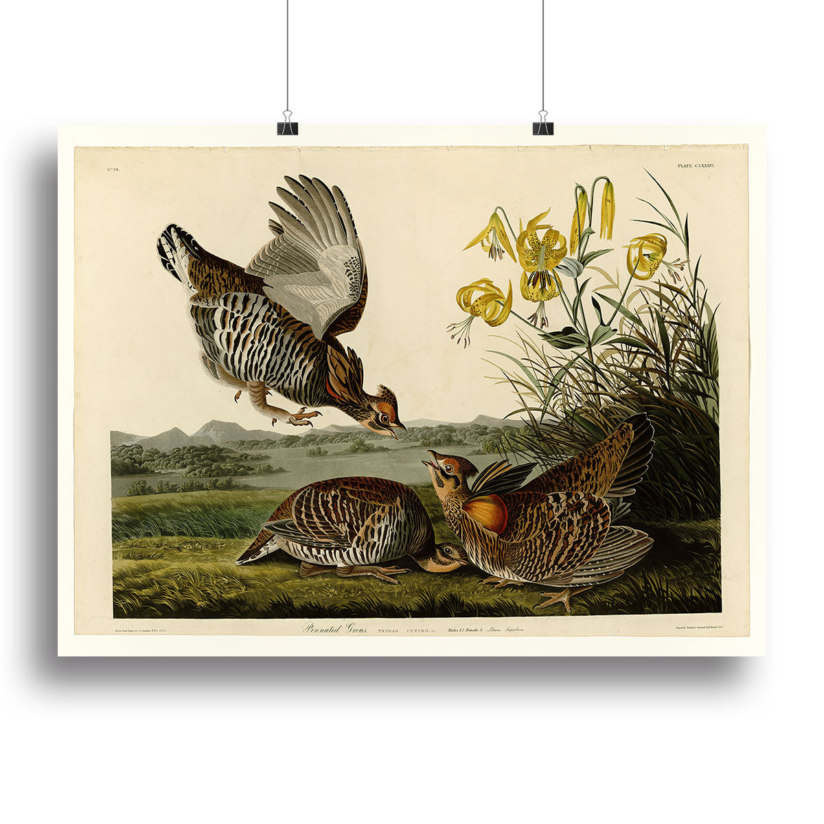 Pinnated Grouse canvas print showcasing vibrant colors and intricate details of the bird in a natural setting.