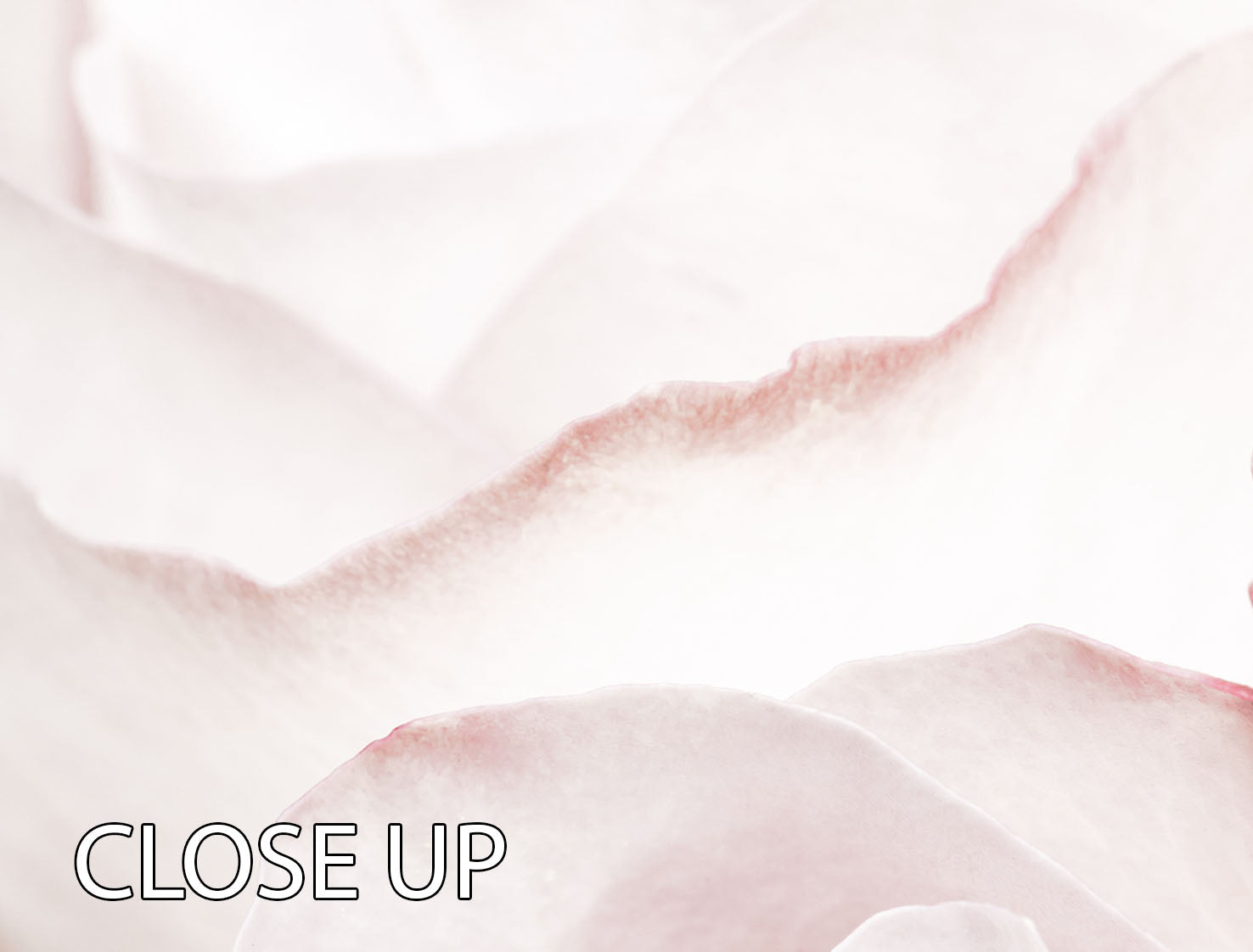 Pink Rose No 05 3 Split Panel Canvas Print showcasing vibrant pink roses on a stylish canvas.