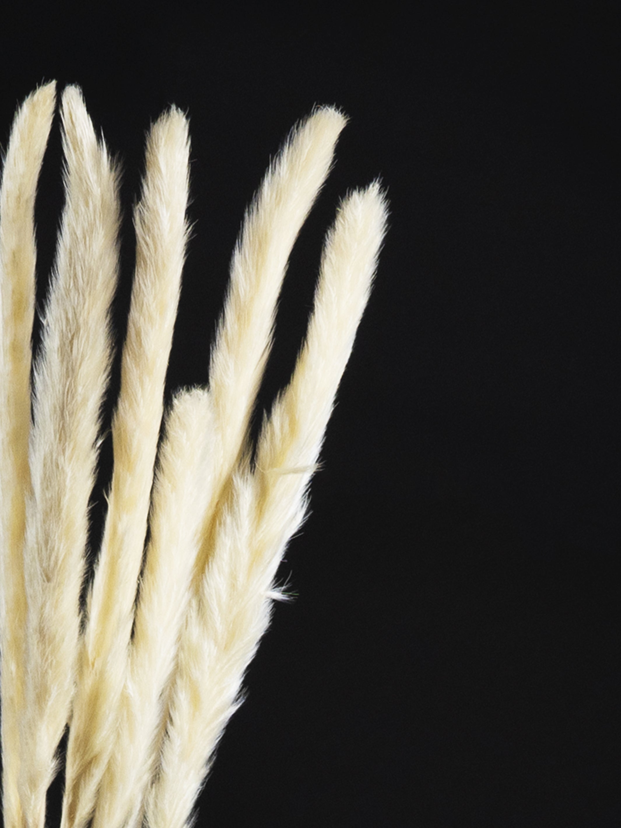 Pluma Pampa Seca - elegant preserved Pampas Grass stems in a decorative arrangement, showcasing their feathery texture and neutral tones.