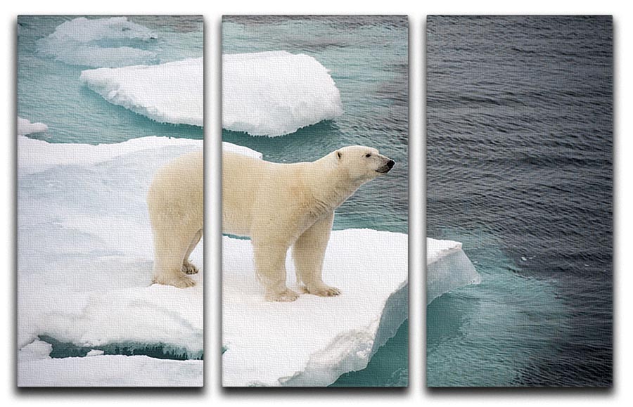 A stunning 3-panel canvas print featuring a polar bear walking on sea ice, showcasing the beauty of nature.