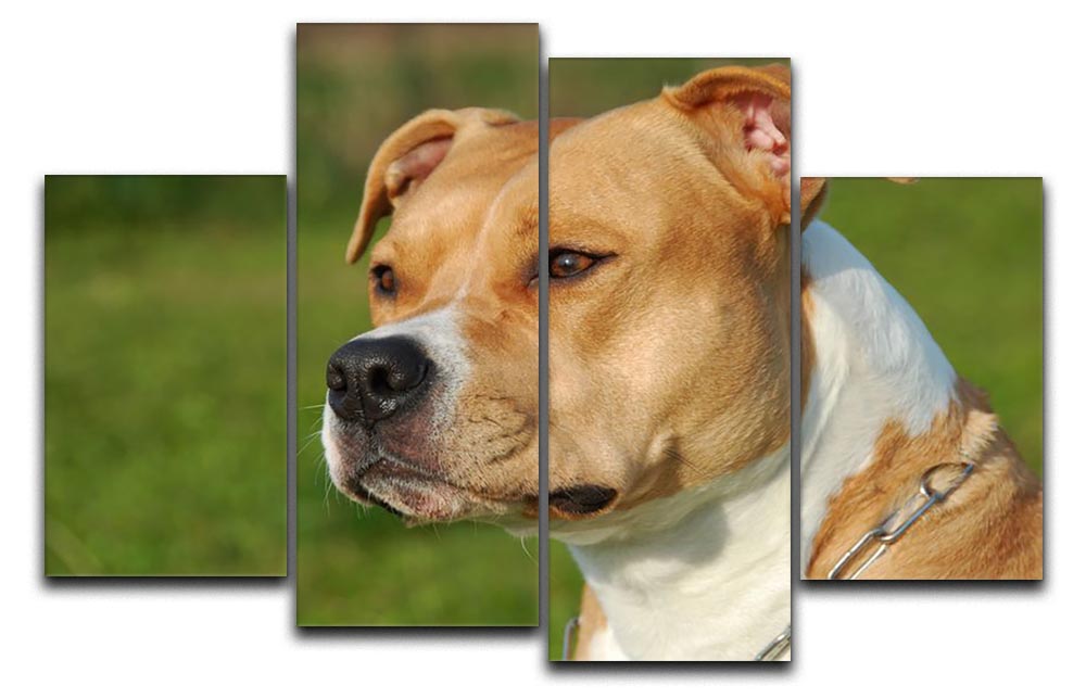A beautiful female purebred American Staffordshire Terrier portrait displayed on a 4-split canvas, showcasing vibrant colors and intricate details.