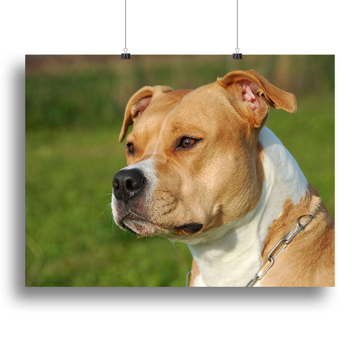 A beautiful female purebred American Staffordshire Terrier portrait, showcasing its elegant features and vibrant colors on canvas.