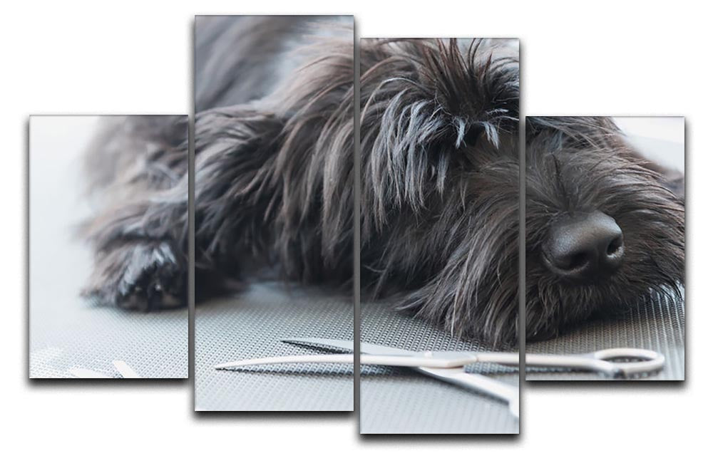 A charming portrait of a cute Schnauzer lying on a grooming table, displayed as a 4-split canvas artwork.