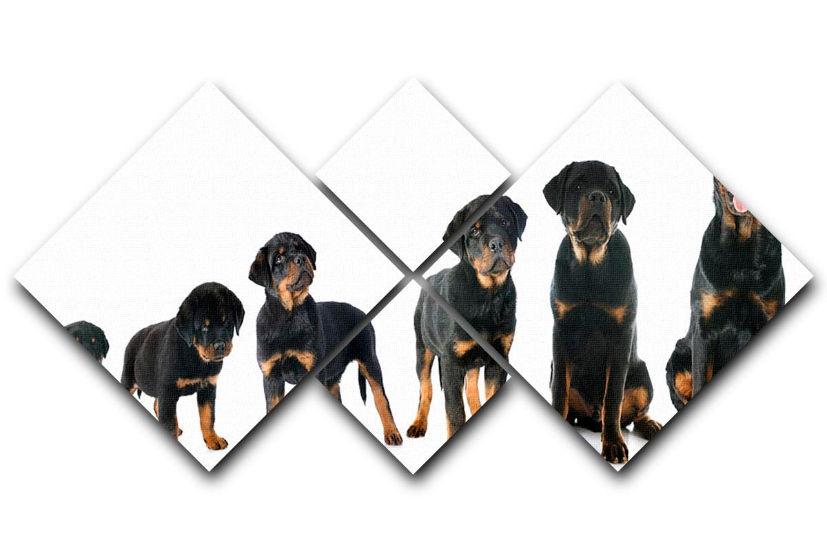 A stunning multi-panel canvas featuring a purebred Rottweiler puppy, divided into four equal squares, showcasing vibrant colors and intricate details.