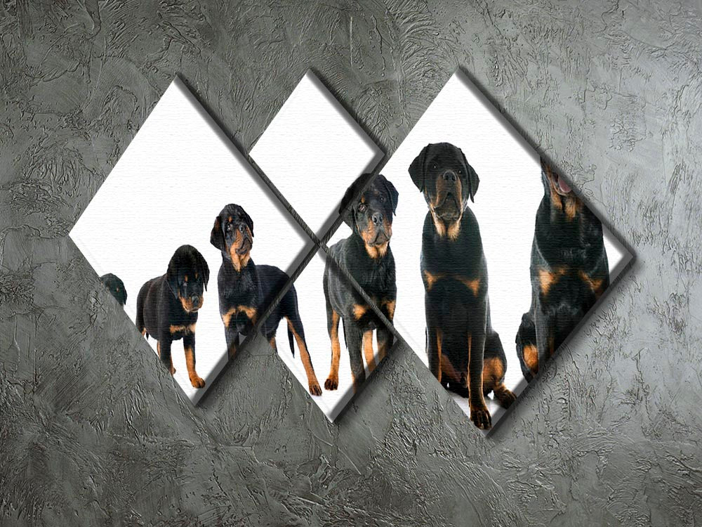 A stunning multi-panel canvas featuring a purebred Rottweiler puppy, divided into four equal squares, showcasing vibrant colors and intricate details.