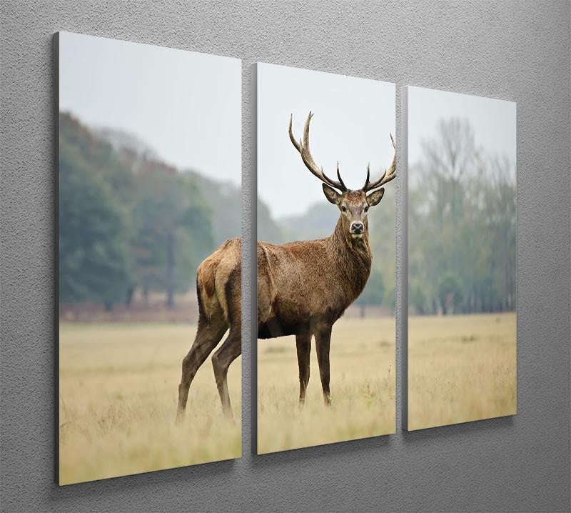 A beautiful 3-panel canvas print featuring an adult red deer stag in a serene field, showcasing vibrant colors and intricate details.